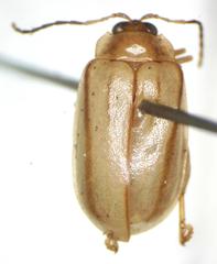 Walterianella sublineata