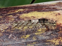 Euglyphis submarginalis