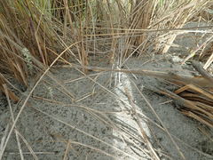Ozothamnus leptophyllus