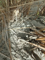 Ozothamnus leptophyllus