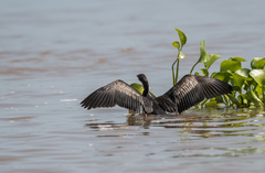 Microcarbo africanus