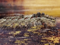 Euglyphis submarginalis