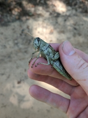 Schistocerca alutacea
