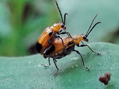 Neolema dorsalis orbignyi