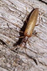 Baculipalpus prolatus