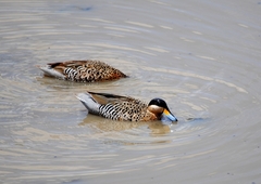 Silver Teal photo 5