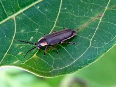 Discodon minutum