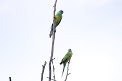 Barnardius zonarius macgillivrayi