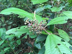 Miconia argyrophylla