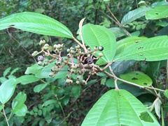 Miconia argyrophylla