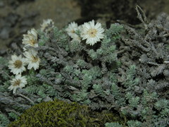 Castroviejoa frigida