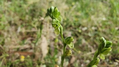 Pterostylis bicolor