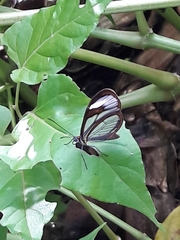 Ithomia agnosia zikani