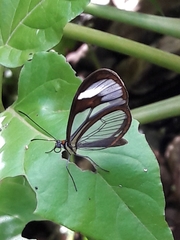 Ithomia agnosia zikani