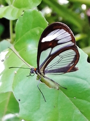 Ithomia agnosia zikani