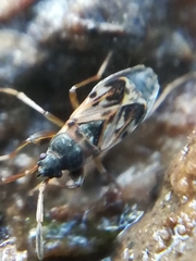 Scolopostethus thomsoni