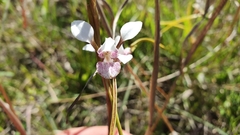 Diuris alba