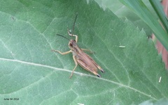 Chorthippus hammarstroemi