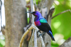 Cinnyris coccinigastrus