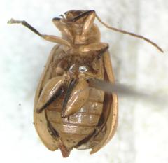 Systena variabilis