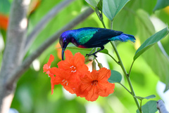 Cinnyris coccinigastrus