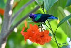 Cinnyris coccinigastrus