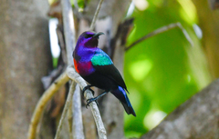Cinnyris coccinigastrus