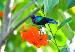 Cinnyris coccinigastrus