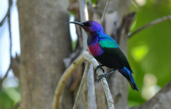 Cinnyris coccinigastrus