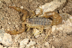 Mesobuthus eupeus