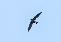 Telacanthura ussheri