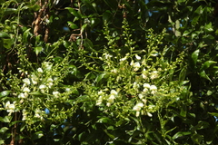 Styphnolobium