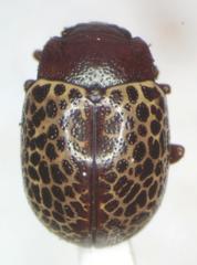 Calligrapha guttulosa