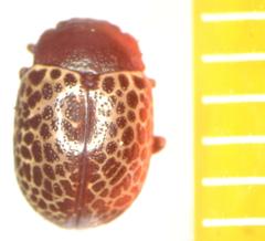 Calligrapha guttulosa