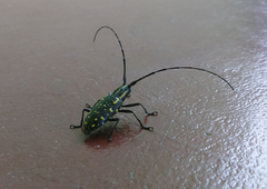 Macrochenus assamensis