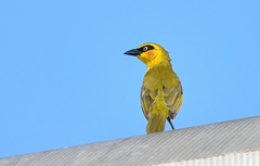 Ploceus brachypterus