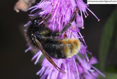 Bombus coreanus