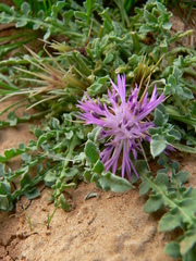 Centaurea pungens