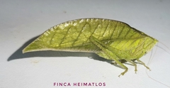 Phyllopterini