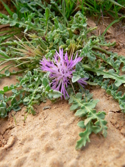 Centaurea pungens