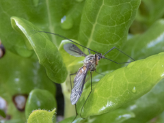 Leptotarsus vulpinus