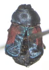 Tetragonoschema humerale