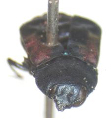 Tetragonoschema humerale