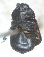 Tetragonoschema humerale