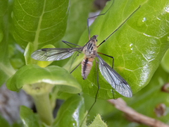 Leptotarsus vulpinus