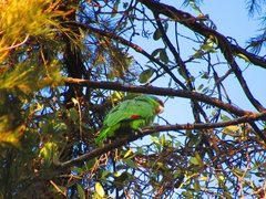 Amazona finschi