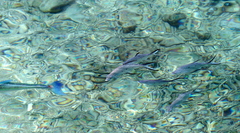 Trachinotus coppingeri