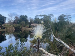 Pseudobombax ellipticum