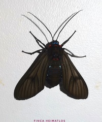 Saurita