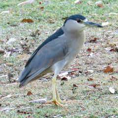 Nycticorax nycticorax